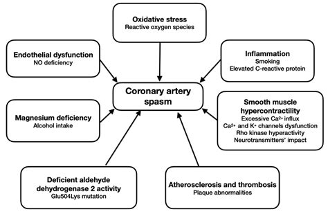 Cellular Mechanisms of Coronary Artery Spasm .
